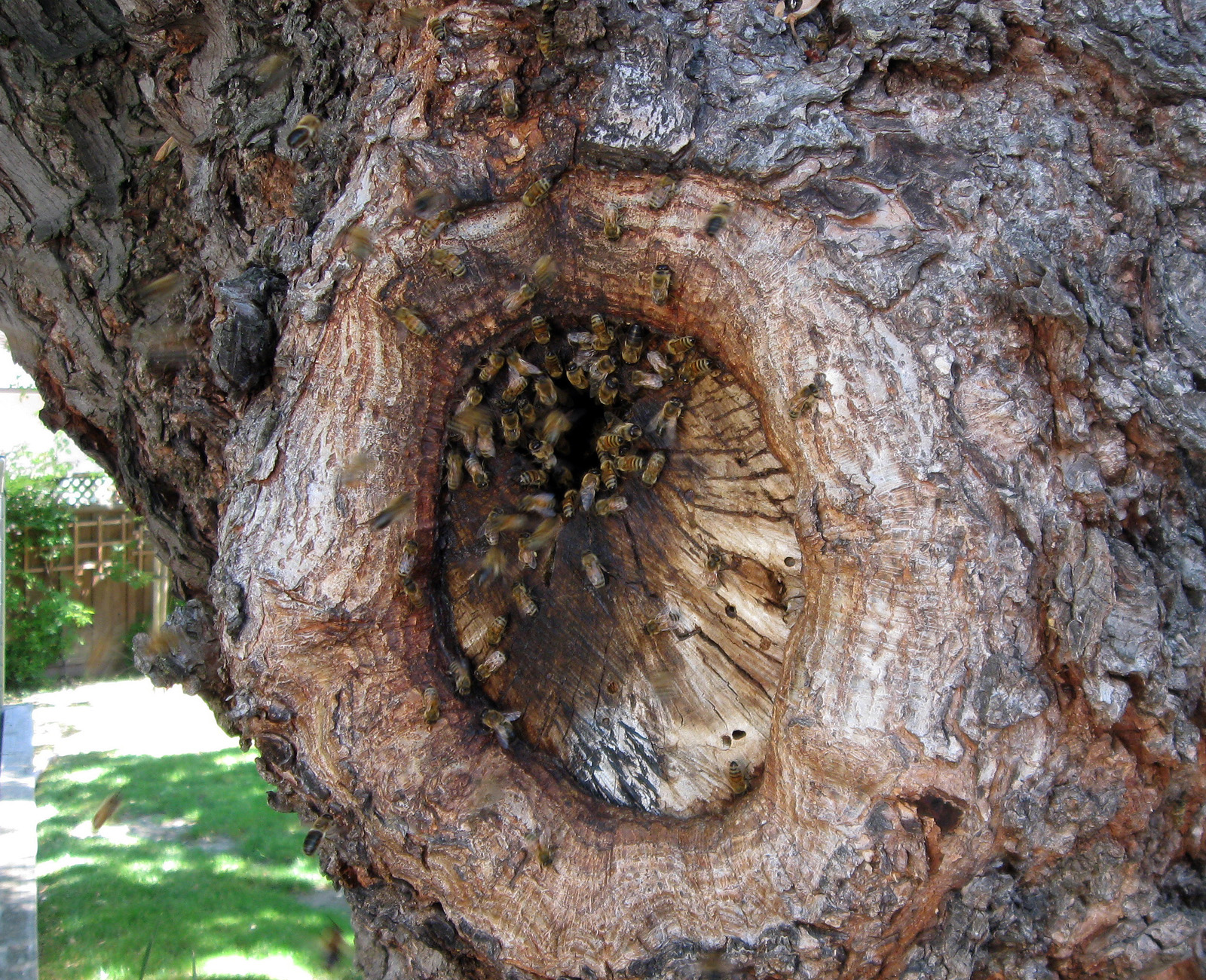 tree bee hive