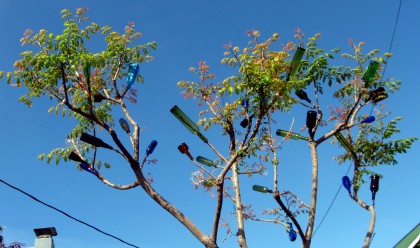 bottletree2
