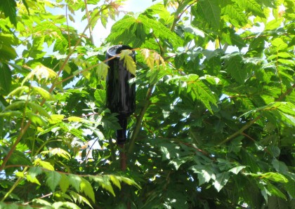 bottletreedetail