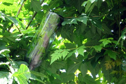 bottletreedetail2 June