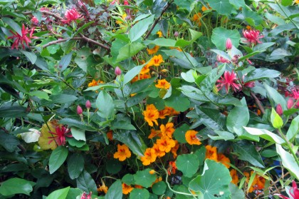 calycanthusnasturtium Nasturtium in the Spicebush
