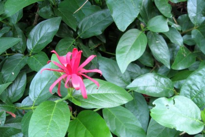 calycanthusoccidentalis Calycanthus occidentalis, Western Spicebush