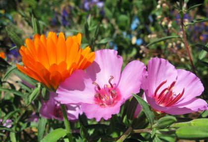 clarkiacalendula Farewell to Spring and Blessed Calendula