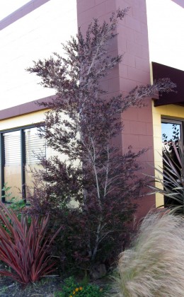 Leptospermum Dark Shadows, transplanted