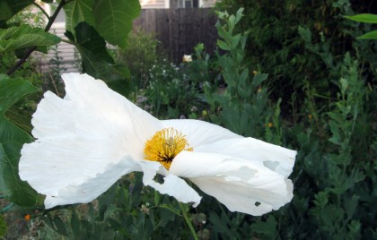 friedeggflower2 Fried Egg Flower, Matillija Poppy