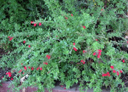 galvezspec Galvezia speciosa, Island Snapdragon