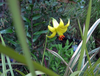 liliumparryibysteps Lemon Lily, Lilium parryi