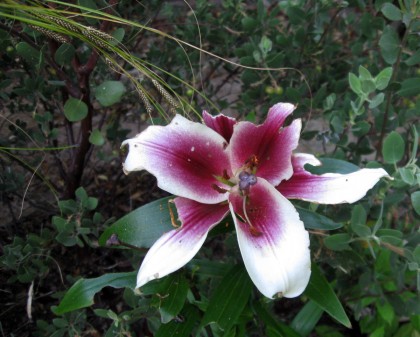 lilyeaten Oriental Lily, possibly Stargazer