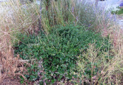 Ceanothus with weeds