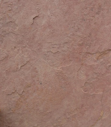 arizonaflagrosapeach Rosa Peach