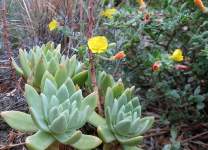 dudleyawithcamissonia Dudleya plant, Camissonia flower