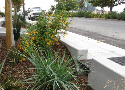 Monkey Flower, Mimulus aurantiacus and Wild Rye, Leymus