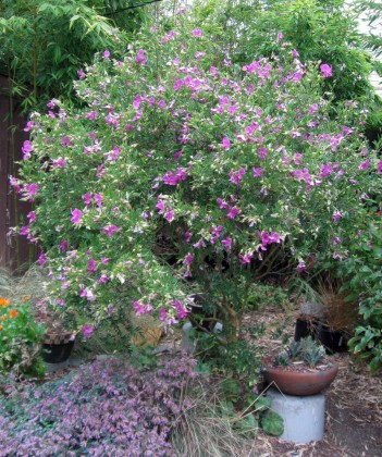 indigoferaaugust Indigofera