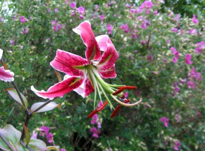 liliumstargazer Stargazer Lily