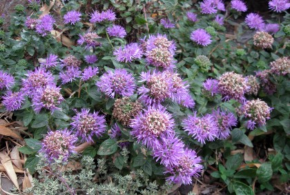 monardellaaugust Coyote Mint, Monardella villosa