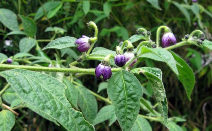 rocotoflowers Rocoto Flowers
