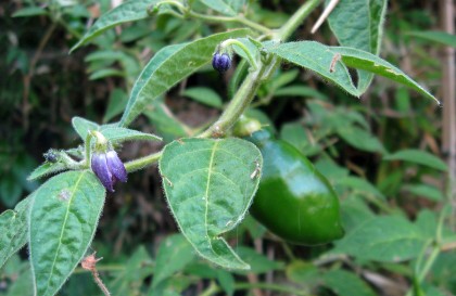 Rocoto Pepper
