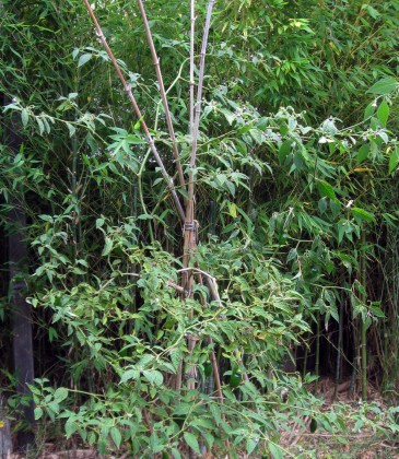 Our Rocoto staked to a Bamboo Tepee