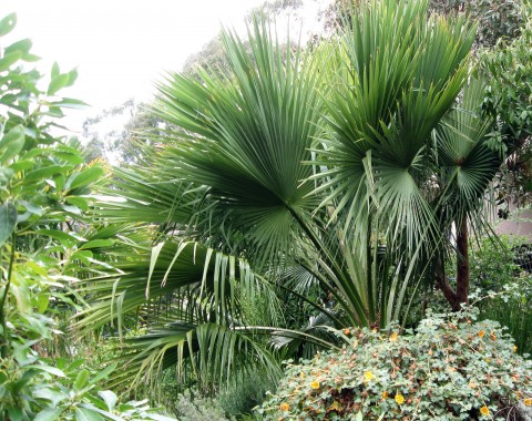 Brahea edulis