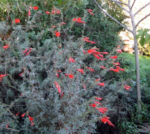 calfuchsianov Caliornia fuchsia