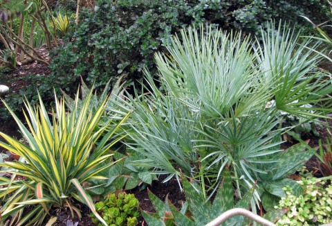 Blue Mediterranean Fan Palm, Chamaerops humilis cerifera