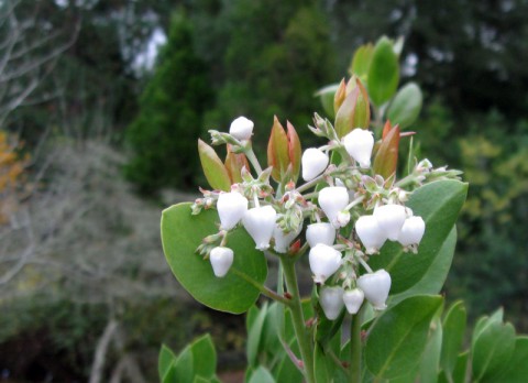 Start of Manzanita Season