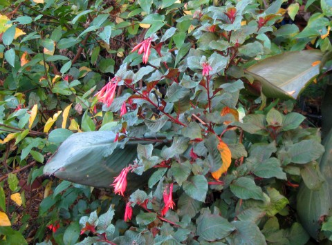 fuchsianovember Gartenmeister Bonstedt Fuchsia