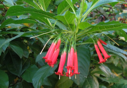 iochromacloseup Iochroma coccinea