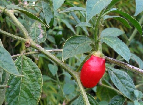 pepperrocoto Rocoto Pepper