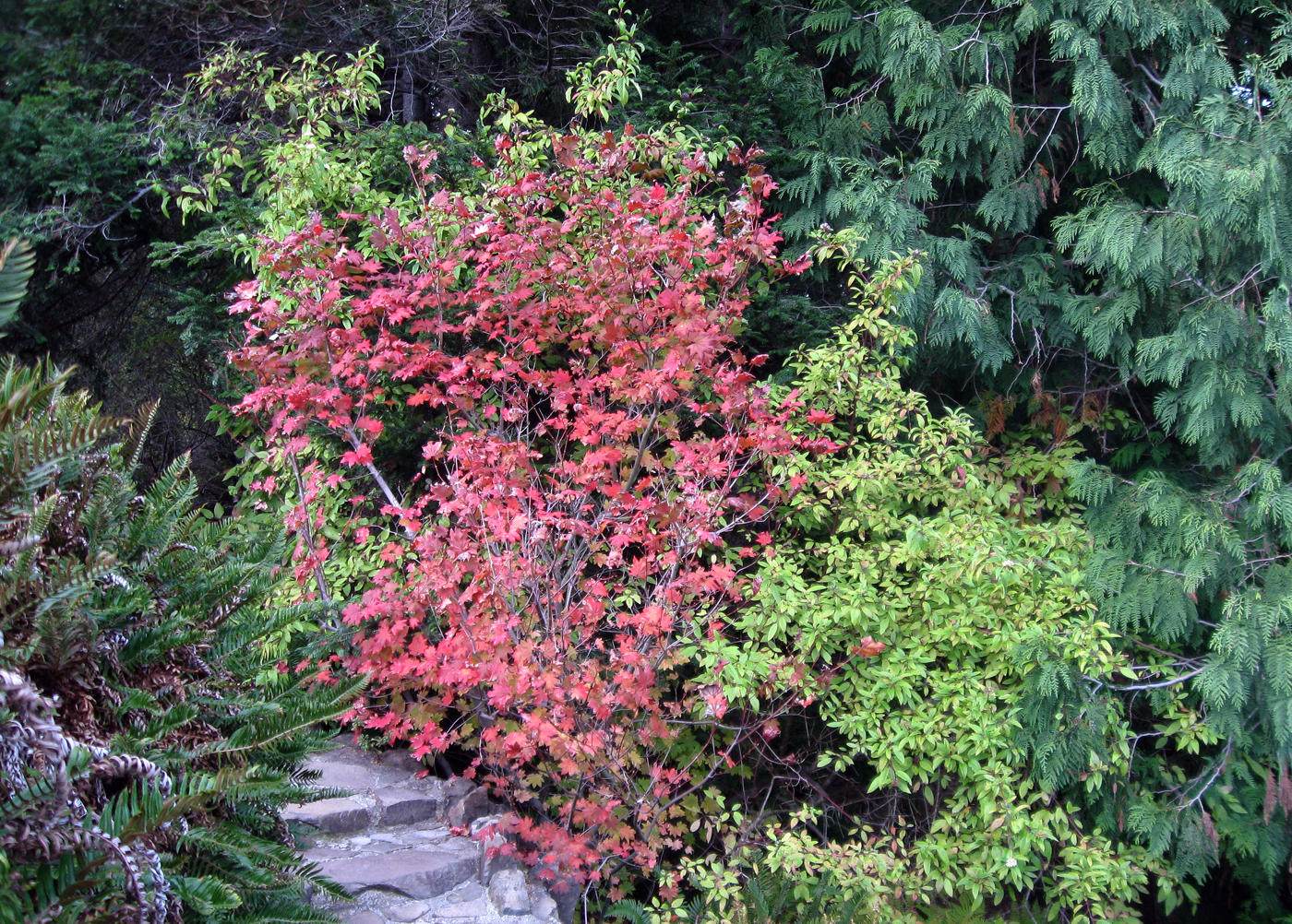 vine maple leaf