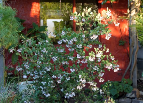 arctofrontporchfeb