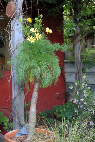 coreopsisgiganteainpot