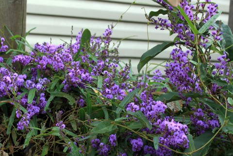 hardenbergiamarchbloom