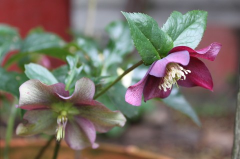 helleborebloomsmarch