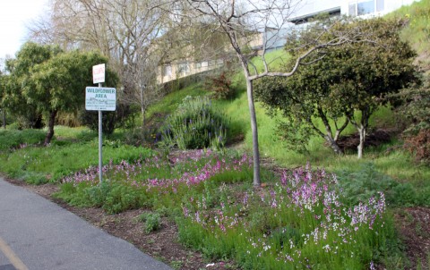 hlonewildflowerarea