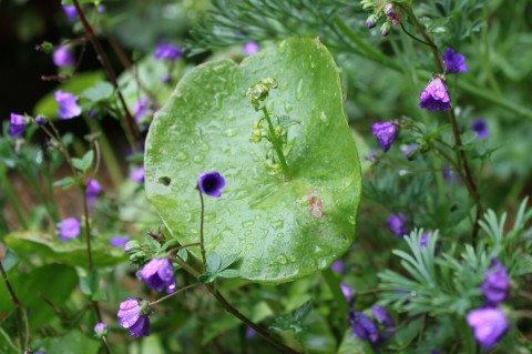 minerslettucewithgeranium