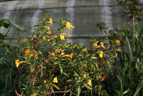 ohlonemonkeyflower