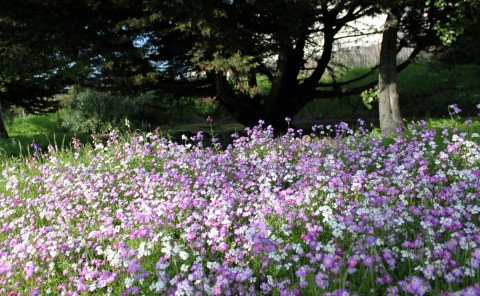 ohlonephlox