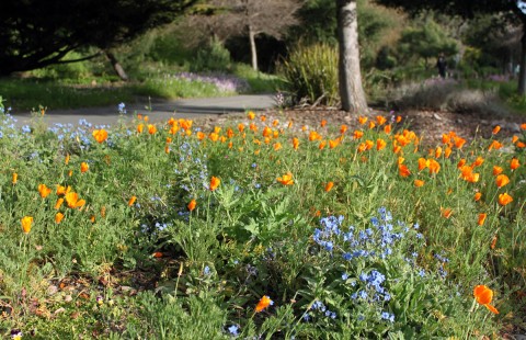 ohlonewildflowers2