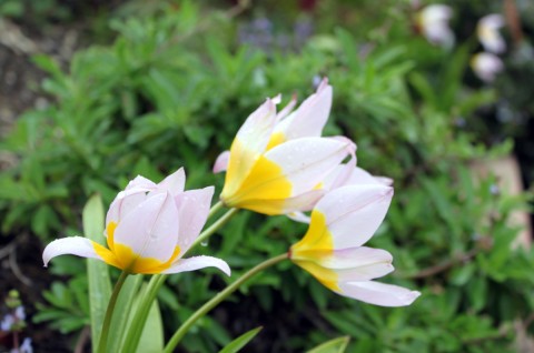 tulipamarchbloom