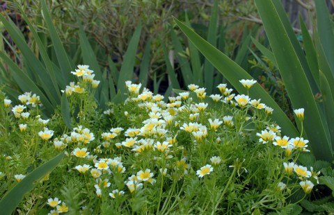 meadowfoamaprilbloom