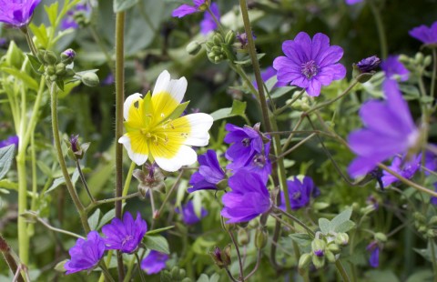 meadowfoamgeranium4:11