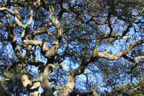 ucoaktree