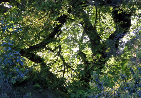 ucoaktreesbacklit