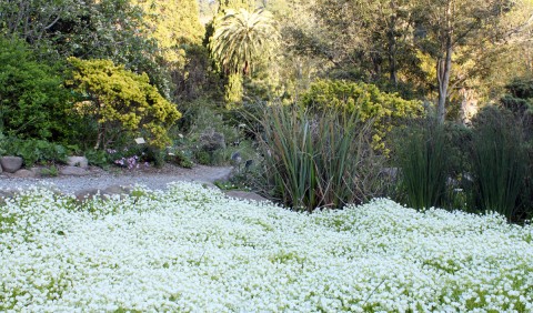 ucwhitemeadowfoam