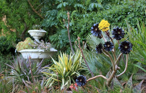 albhillaeonium5-11