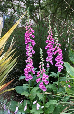 albhillfoxglove5-11
