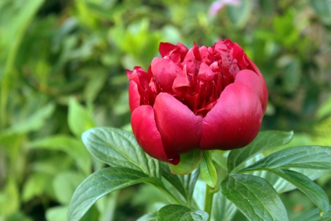 albhillpeonyclosed