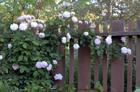 albhillrose5-11