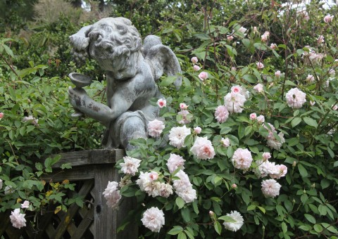 churchgardencherub